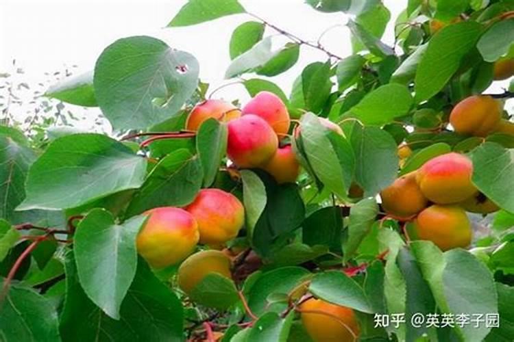 李子种苗施复合肥应该怎么施？