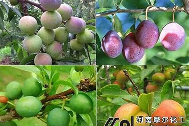 李子优质栽培高产技巧 怎么施肥浇水