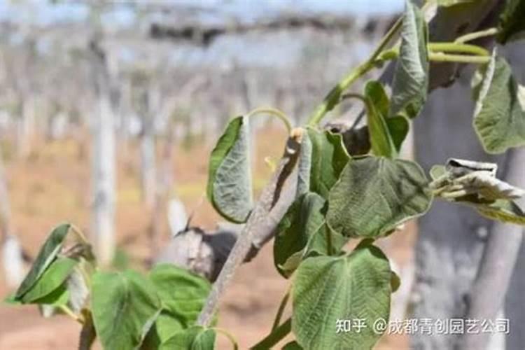 果树保花保果喷什么叶面肥结果多？果树膨果期用什么复合肥好？