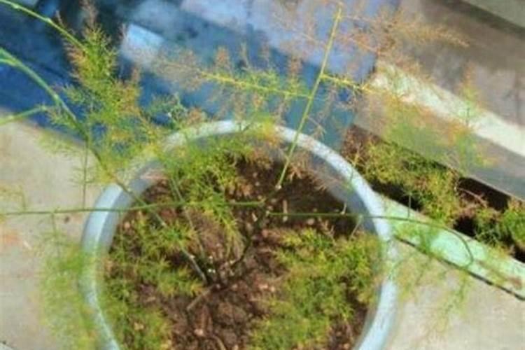 文竹叶子黄了还能绿吗