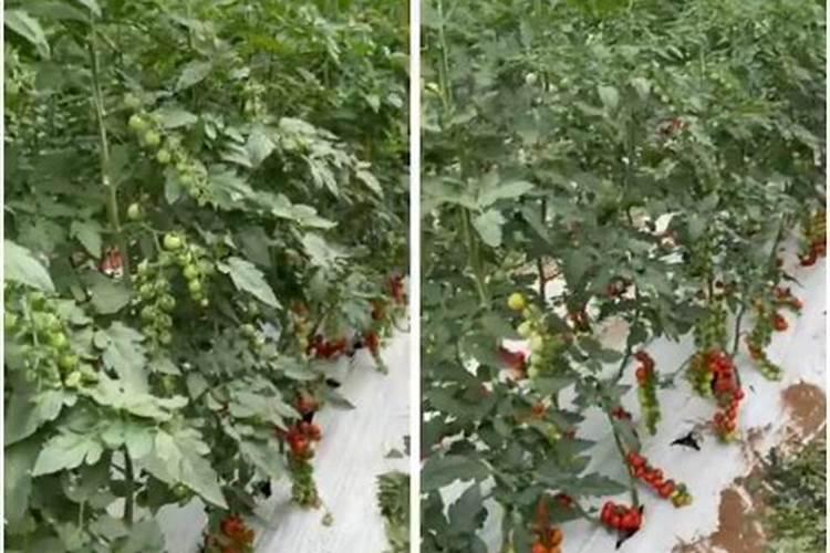 请问老师番茄小叶病打什么药防治