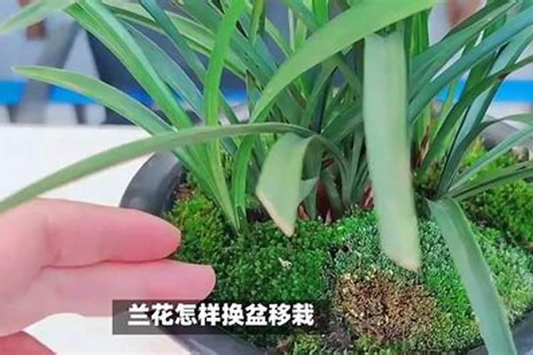 刚移植兰花怎么时候下肥