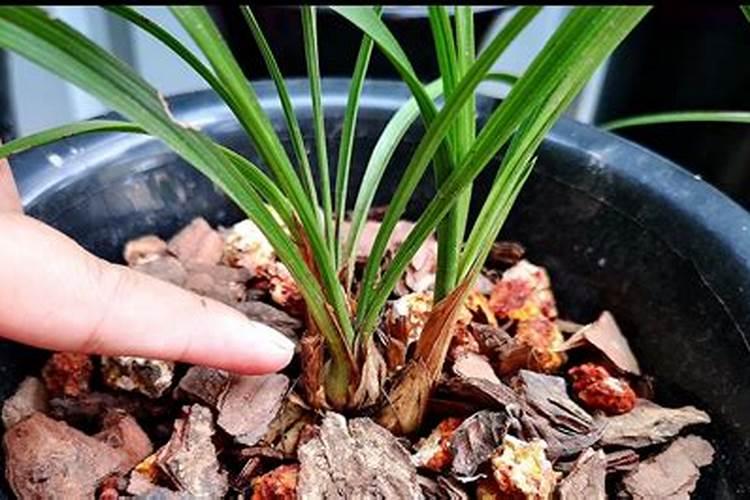 刚移植兰花怎么时候下肥 大家要注意了