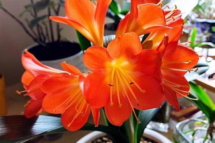 君子兰施什么肥容易开花 君子兰的施肥要求