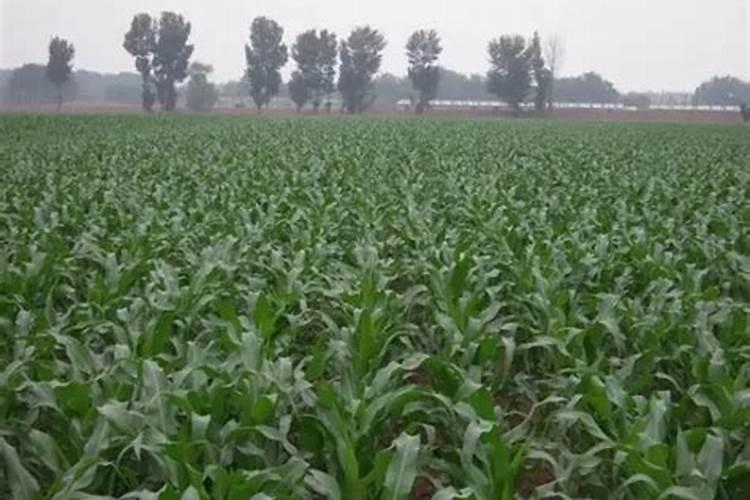 玉米抽雄后多久吐丝注意事项有哪些