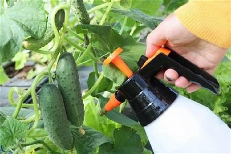 君子兰在春季应如何施肥