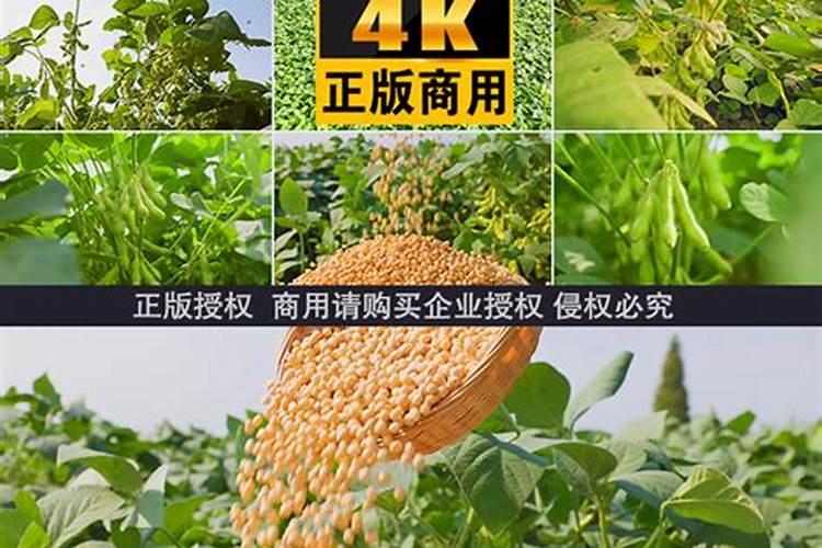 黄豆什么时候可以施肥