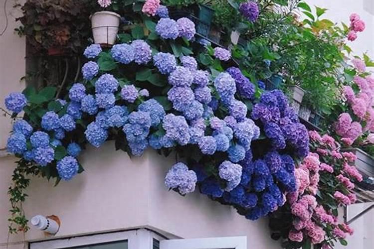 绣球花如何扦插？手把手教你扦插出好看娇艳欲滴的绣球花!