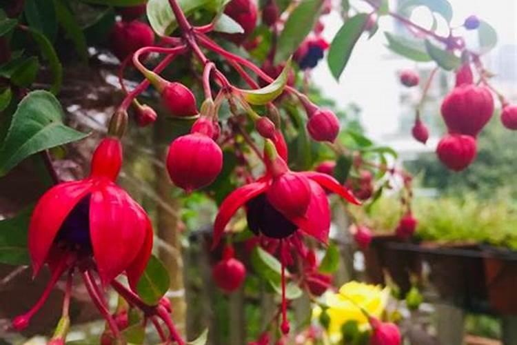 请问用蚊香灰可以种花吗？