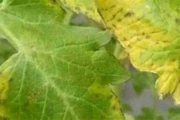 打药以后叶片发黄是什么原因