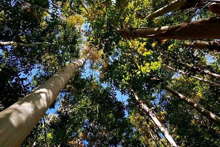 桉树一年施几次肥好