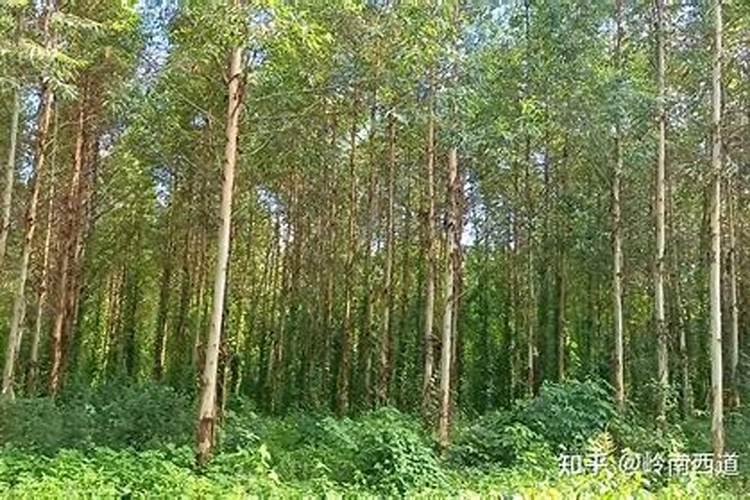 桉树如何高产