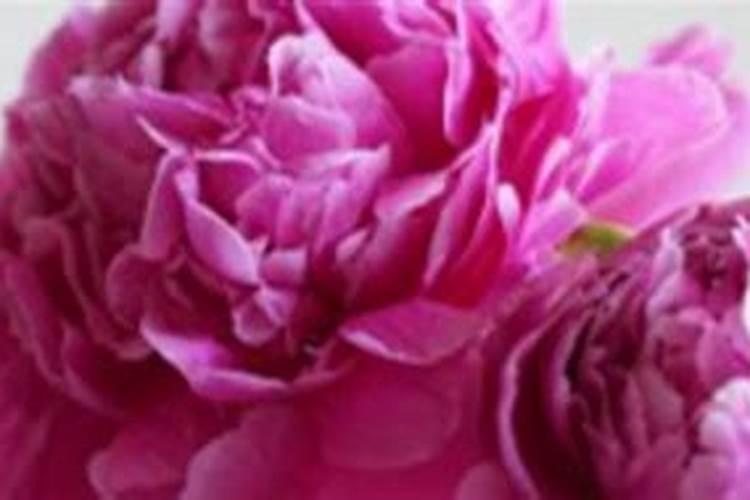 芍药用什么肥