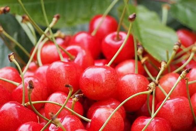 樱桃树黄叶病怎么治 樱桃树黄叶病应该怎么治