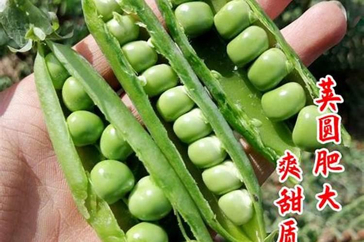甜豌豆种植时间和方法 防止土壤过湿
