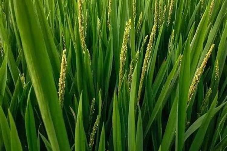 杂交水稻后期要不要追钾