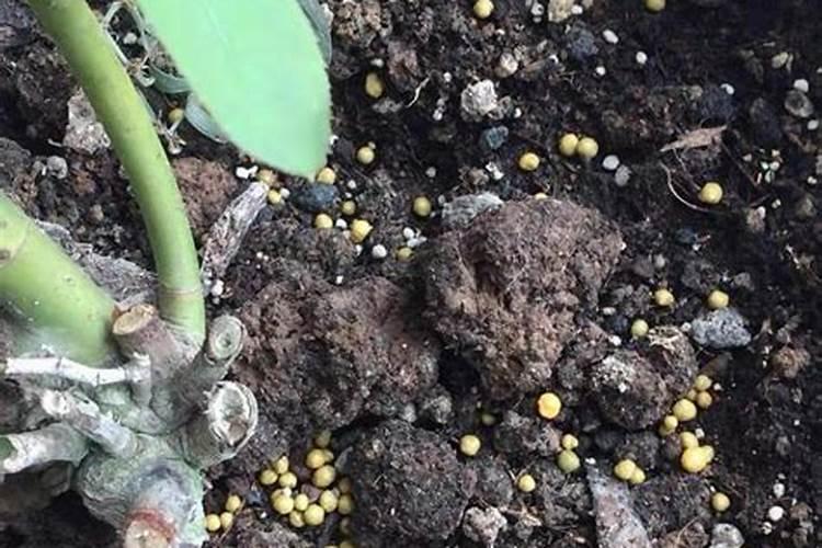 哪些水生植物可以净化水体污染