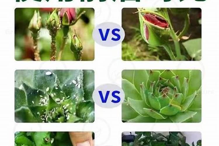 糖化硼能用在有机蔬菜上吗？