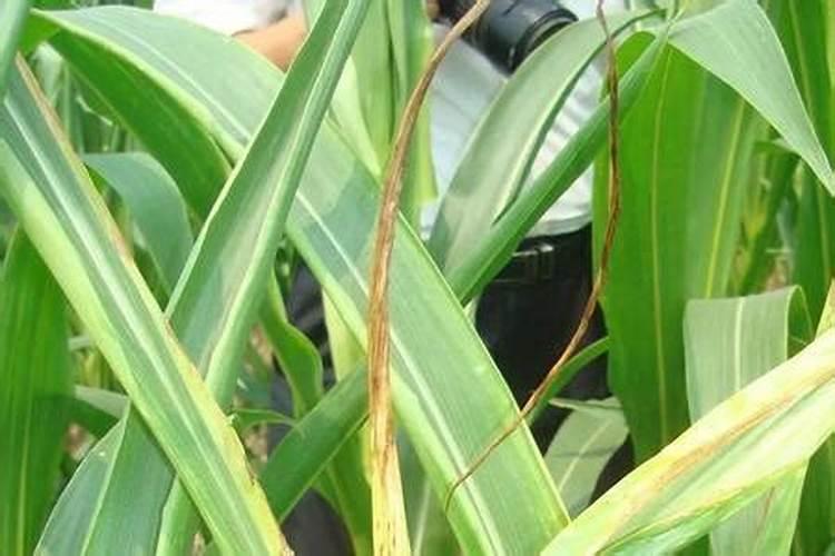 玉米苗后用什么叶面肥最佳？？