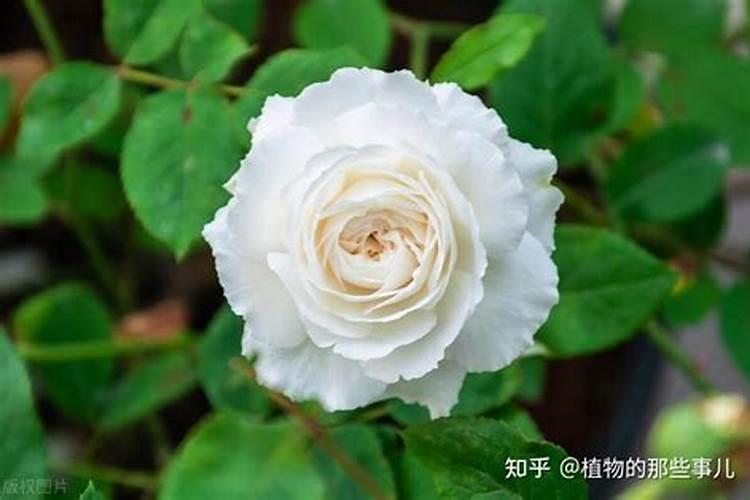 鱼蛋白水溶肥可以浇什么花？