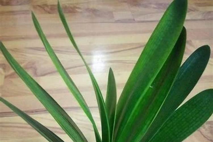 君子兰施肥时间,早上施肥生长最佳