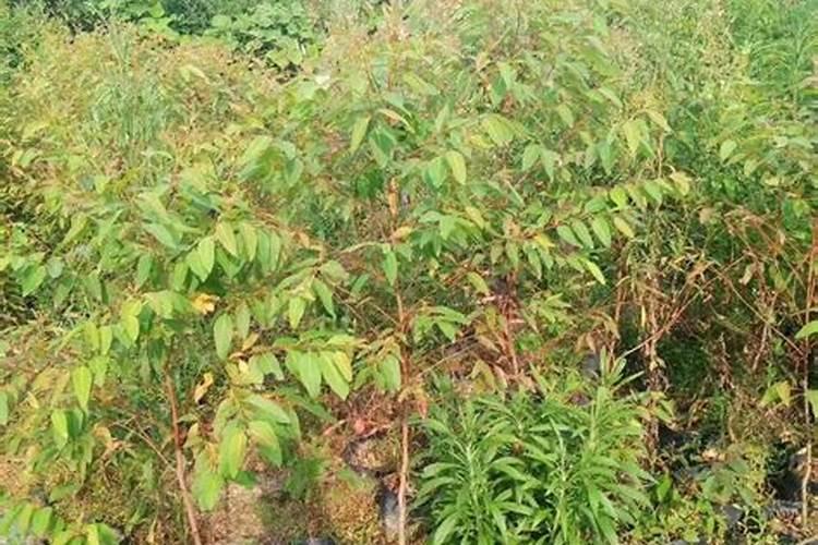 华沃特桉树专用肥价格