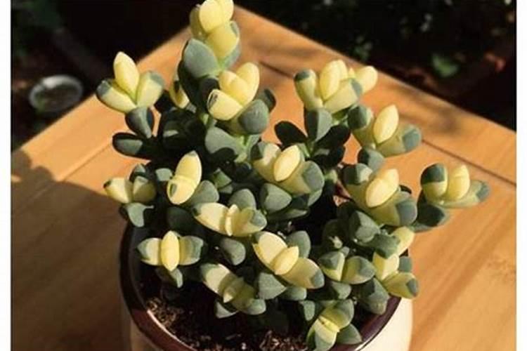 鹿角海棠怎么施肥