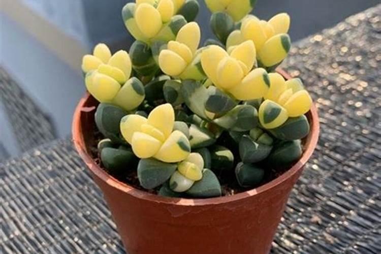 怎么让鹿角海棠开花？