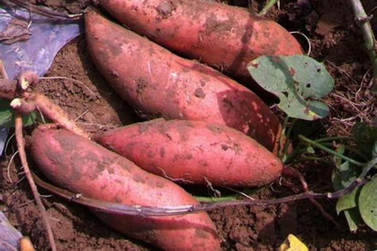 地瓜专用肥料？