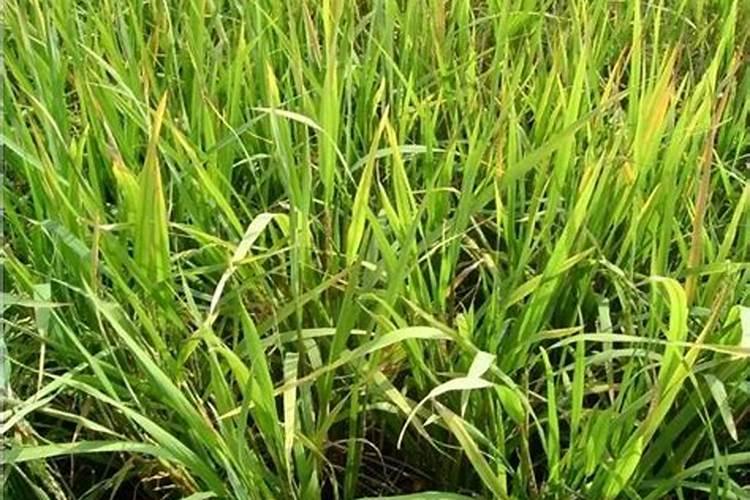 芸苔素喷施最佳时间