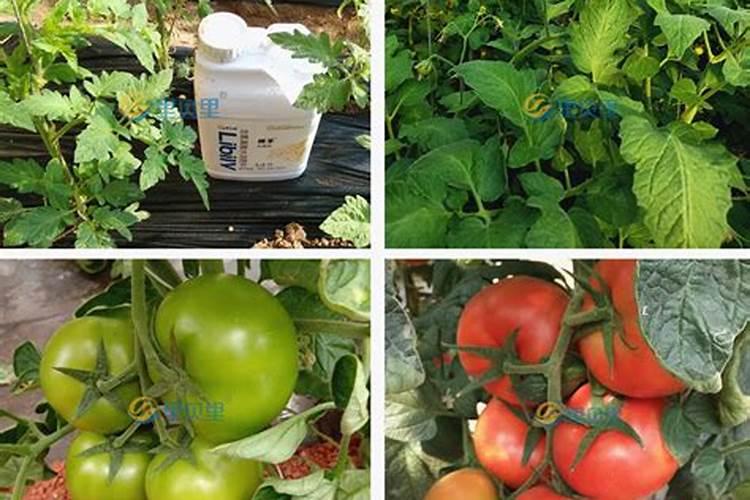 番茄移栽后多久施追肥,缓苗水冲什么肥？