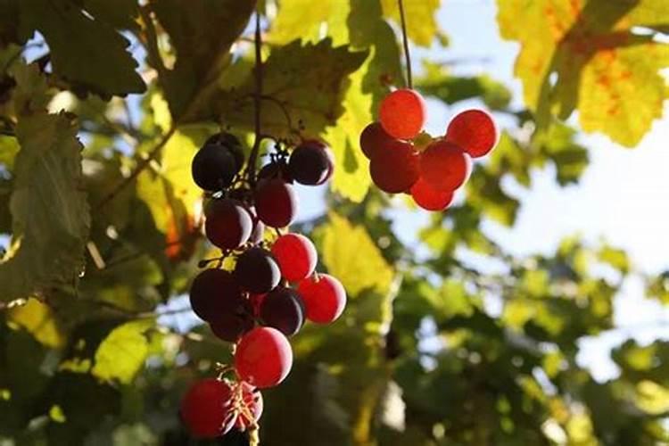 葡萄树6月如何管理