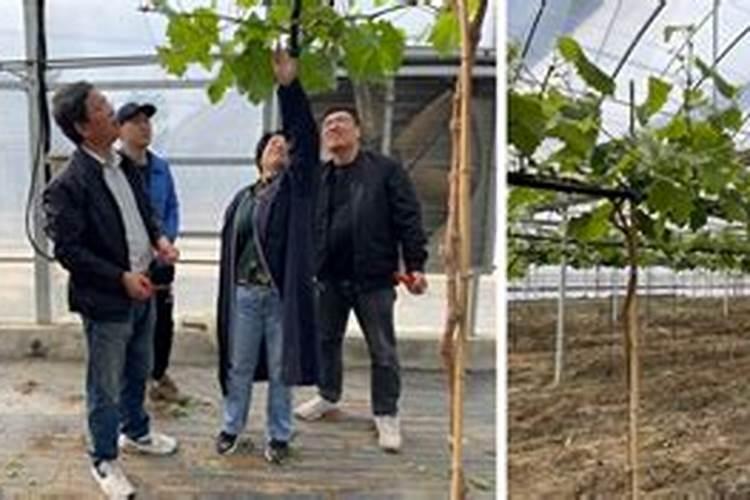 葡萄开花、坐果期如何管理 才能提质增产？