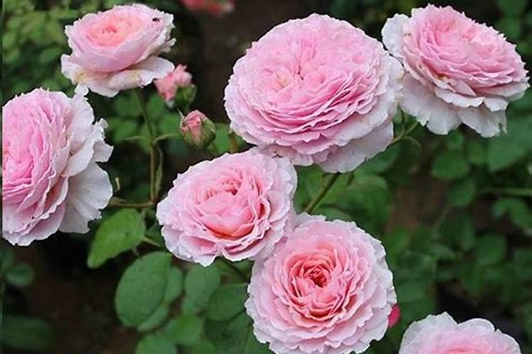 地栽月季春天施什么肥