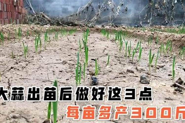 大蒜什么时候浇水施肥最合适