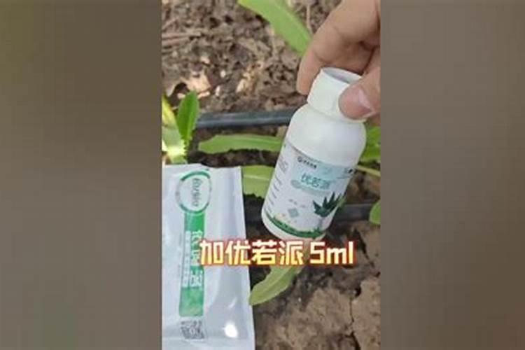 冬季如何养芦荟越冬更安全