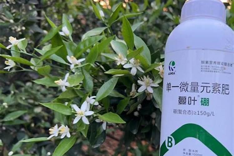 硼肥的正确使用方法