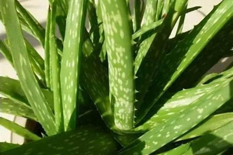 芦荟施肥方法,用什么肥好