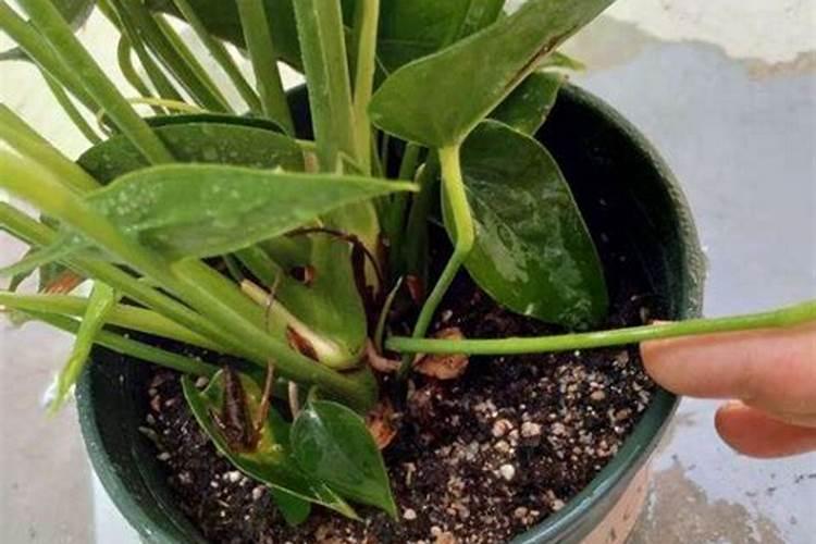 盆栽观赏荷花怎么养盆栽荷花的种植方法？