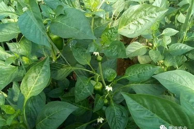 辣椒盛果盛花期需要补充含磷肥吗