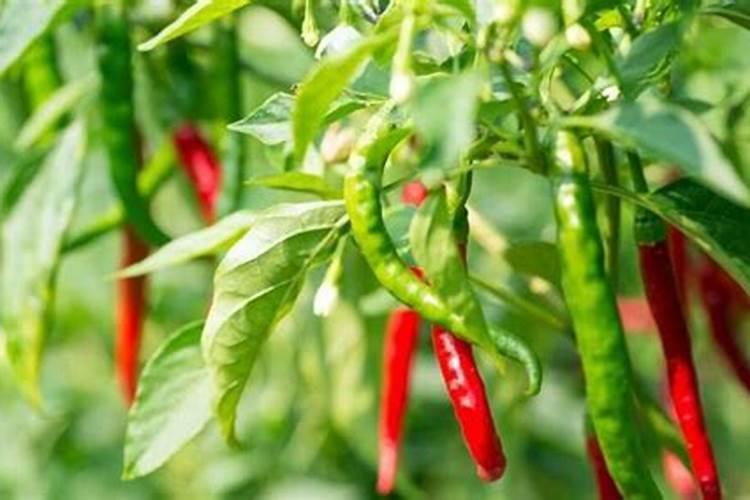 辣椒开花坐果期的营养需求和施肥建议