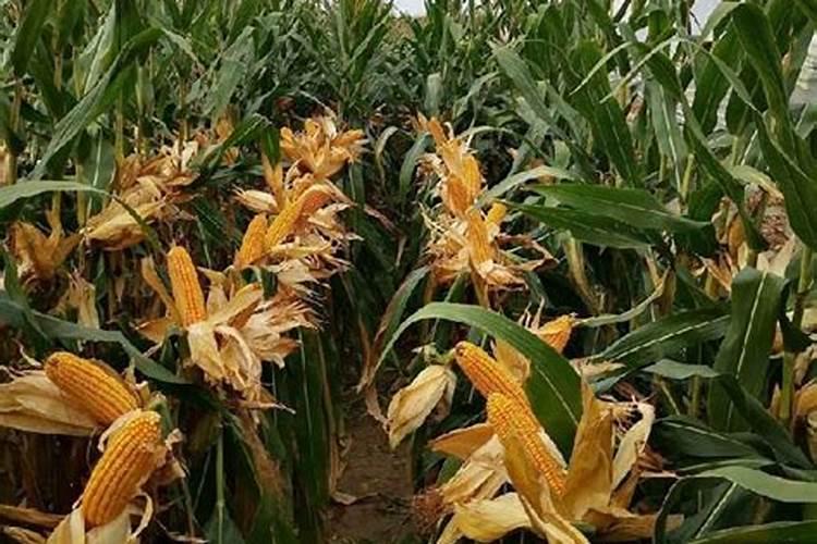 玉米底肥一次性施肥 氮磷钾 各用多少？