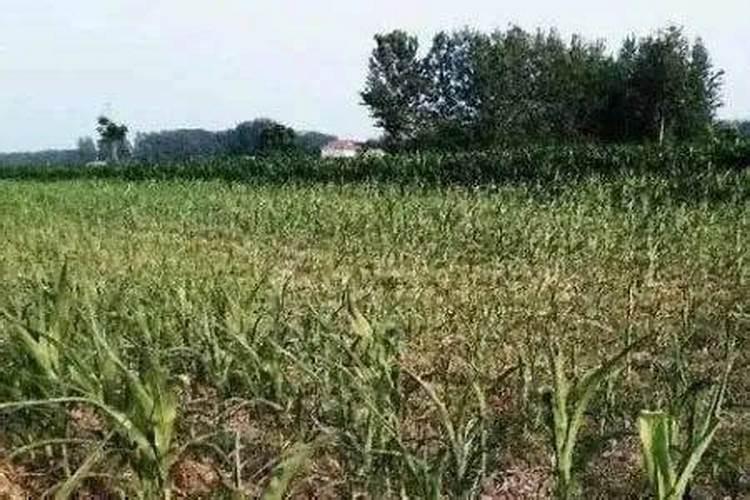 水田和旱田种植西瓜年限上有什么区别