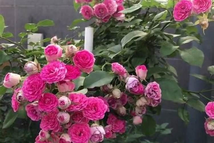 月季花如何施肥？