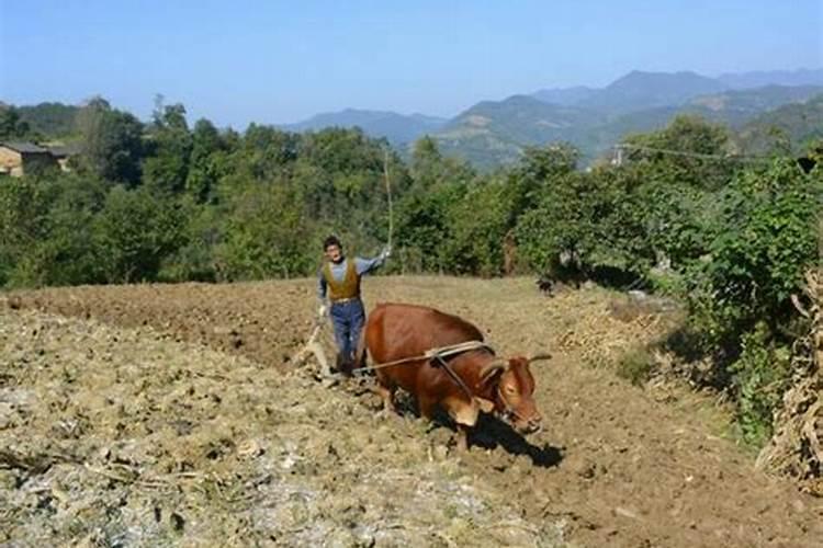 向日葵现蕾后喷雾什么肥药？