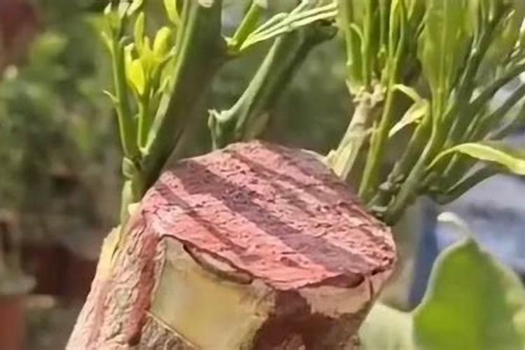 石榴树怎么嫁接呢？突尼斯软籽石榴树是这样培育的