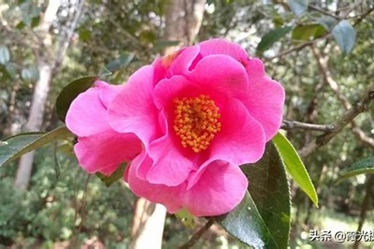 山茶花怎么施肥,山茶花怎么施肥？