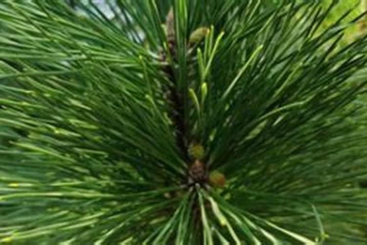 松树苗怎样除草？