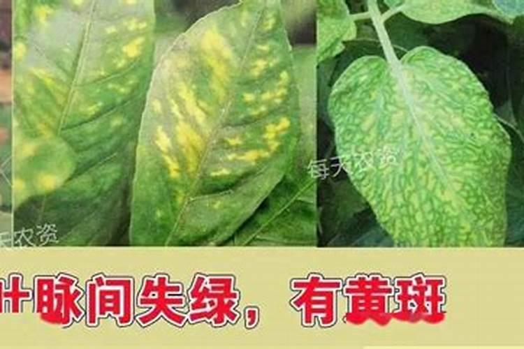 植物叶尖枯黄该怎么处理