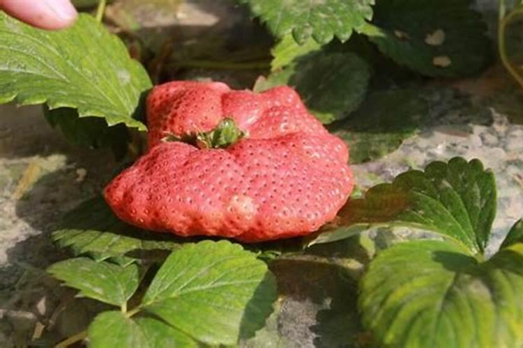 草莓膨果期要注意这四点,膨果肥不可乱施!